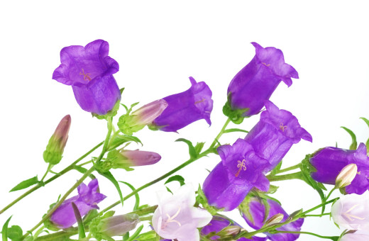 784662 (a): :2700x1761